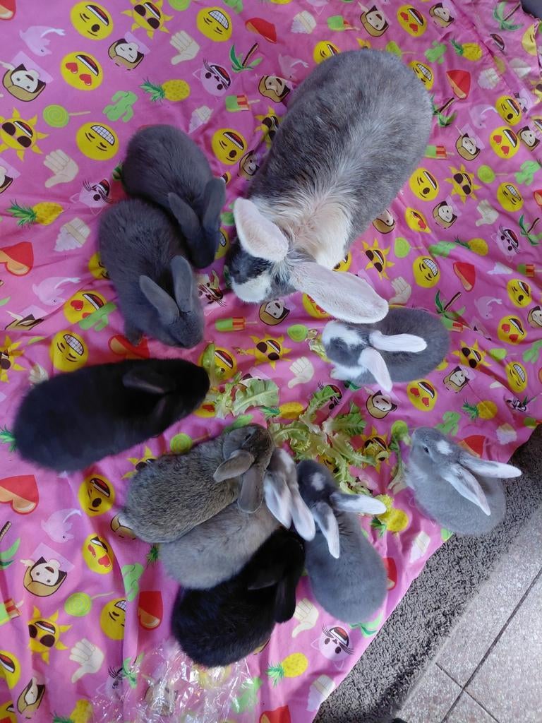 Duitse reus, Dieren en Toebehoren, Konijnen, Mannelijk, Groot, 0 tot 2 jaar