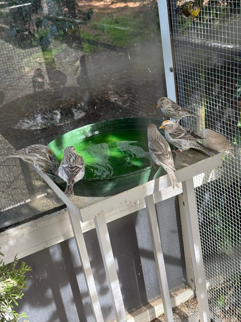 Grote agaat barmsijs, Dieren en Toebehoren, Vogels | Overige Vogels, Meerdere dieren, Wildzangvogel, Geringd