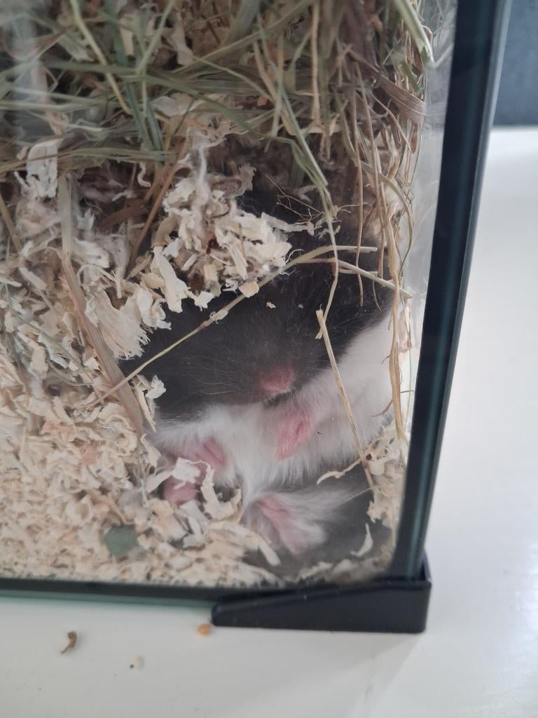 Hamster, Januari, Mannelijk, Hamster