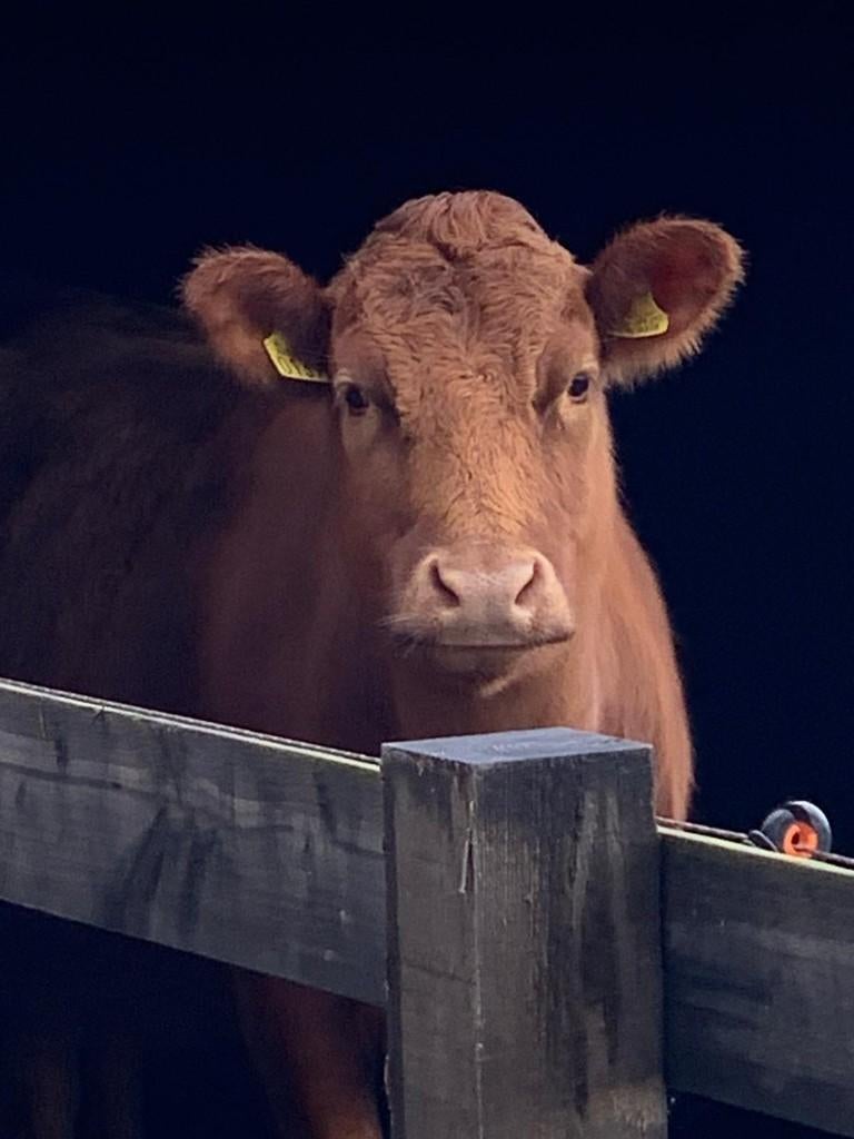 Dexter, Dieren en Toebehoren, Vrouwelijk, 3 tot 6 jaar