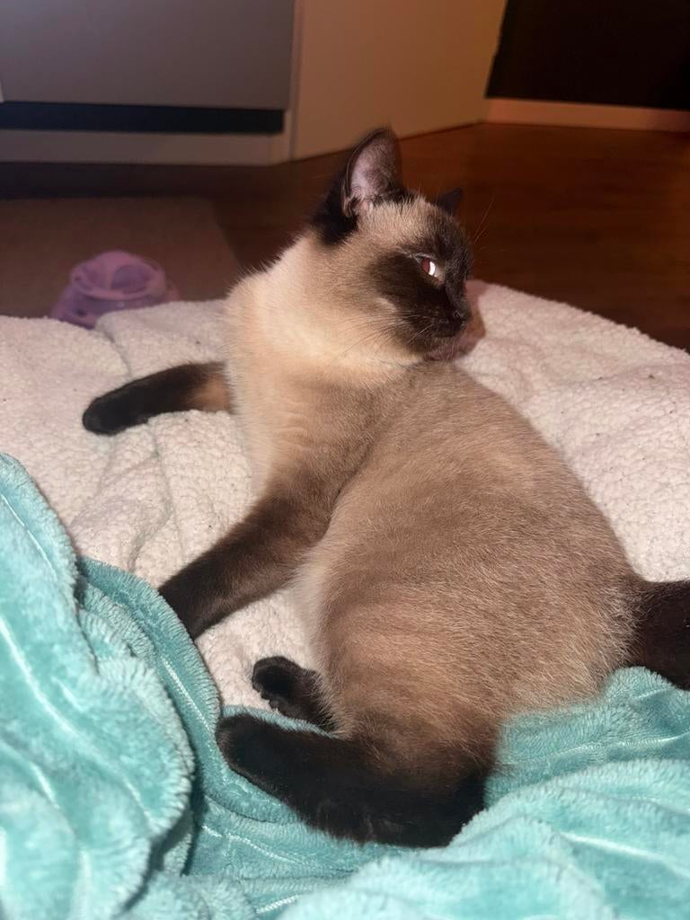 Prachtige kitten poes siamees 11 maanden zoekt nieuw thuis, Dieren en Toebehoren, Katten en Kittens | Raskatten | Korthaar, Poes