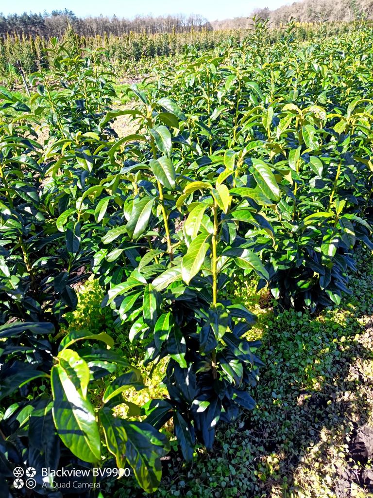 Smal blijvende laurier Prunus genolia 80-100cm haag planten, Ophalen of Verzenden, Laurier, Struik, 100 tot 250 cm