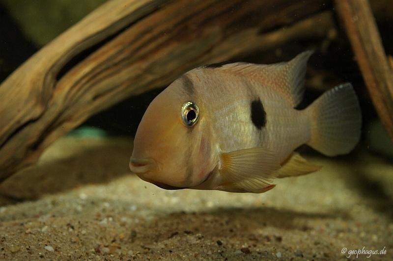 Zuid Amerikaanse Cichliden: Guianacara owroewefi, Vis, Zoetwatervis