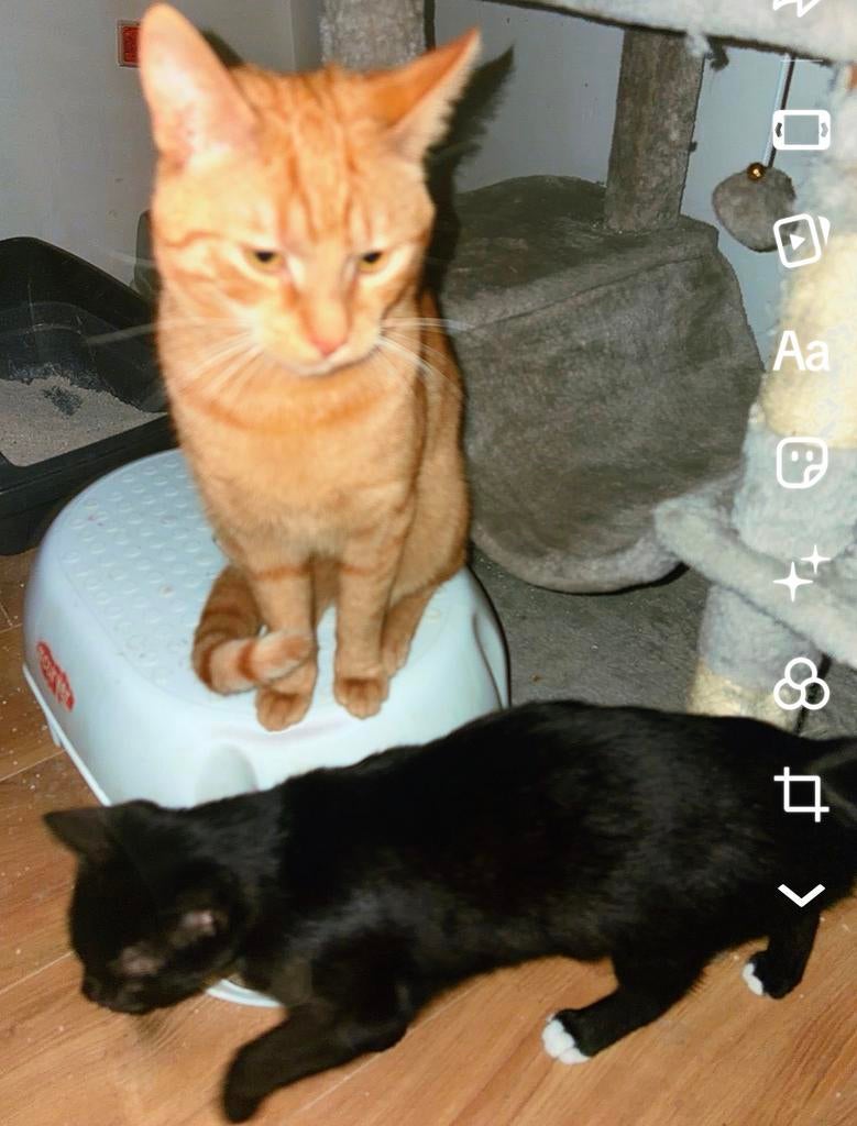 Kittens van 2 verschillende nestjes, Dieren en Toebehoren, Katten en Kittens | Overige Katten, Meerdere dieren