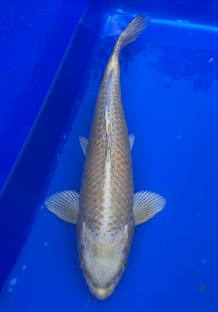 Japanse koi ophalen zwijndrecht, Dieren en Toebehoren, Karper of Koi