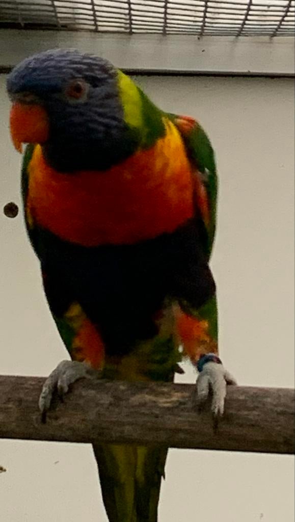 2 jonge vrouwtjes Lori van de blauwe bergen, Vrouwelijk, Papegaai, Geringd