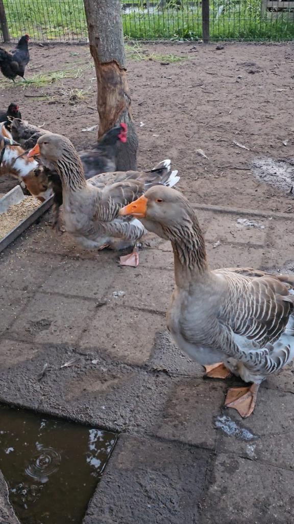 Broedeieren dewlap toulouse gans, Dieren en Toebehoren, Pluimvee, Geslacht onbekend, Gans of Zwaan