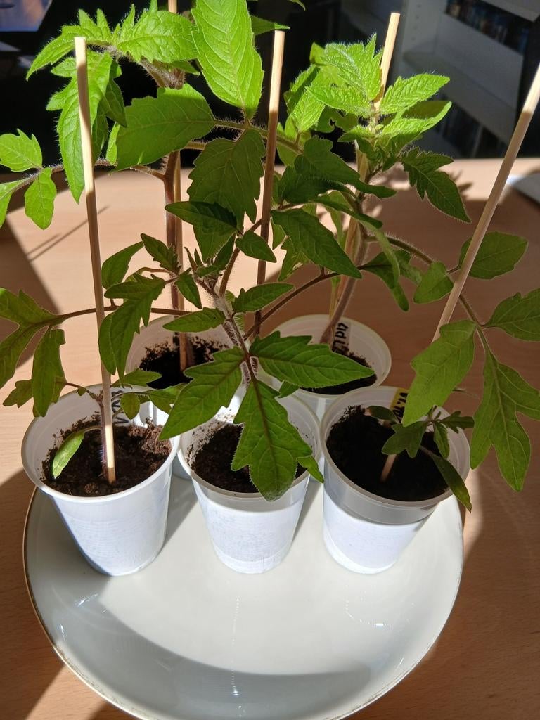 Biologische vleestomaat Black Beauty-, Tuin en Terras, Planten | Tuinplanten, Ophalen, Volle zon, Groenteplanten, Eenjarig