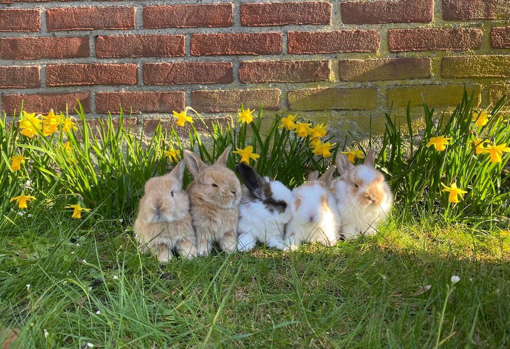 Babykonijntjes te koop, Dieren en Toebehoren, Konijnen, Meerdere dieren, Klein, Hangoor, 0 tot 2 jaar