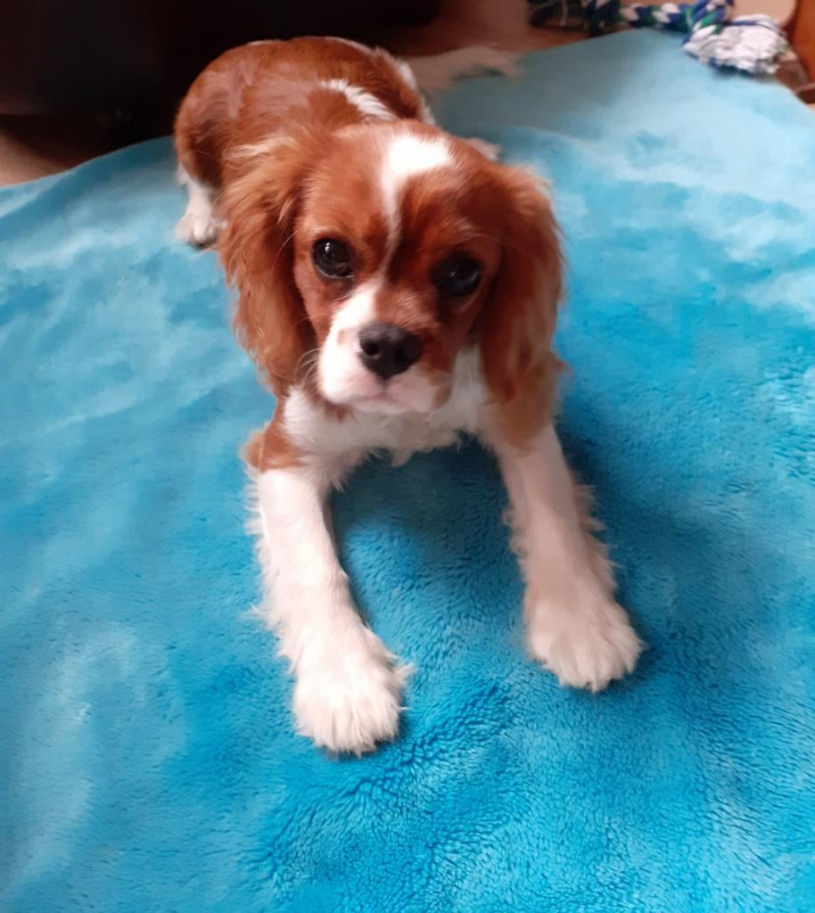 Honden uitlaten - uitlaatservice, Uitlaatservice