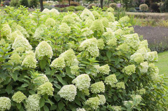 Hydrangea pan. Limelight - Limelight - Pluimhortensia, Tuin en Terras, Volle zon, Vaste plant, Zomer, Ophalen