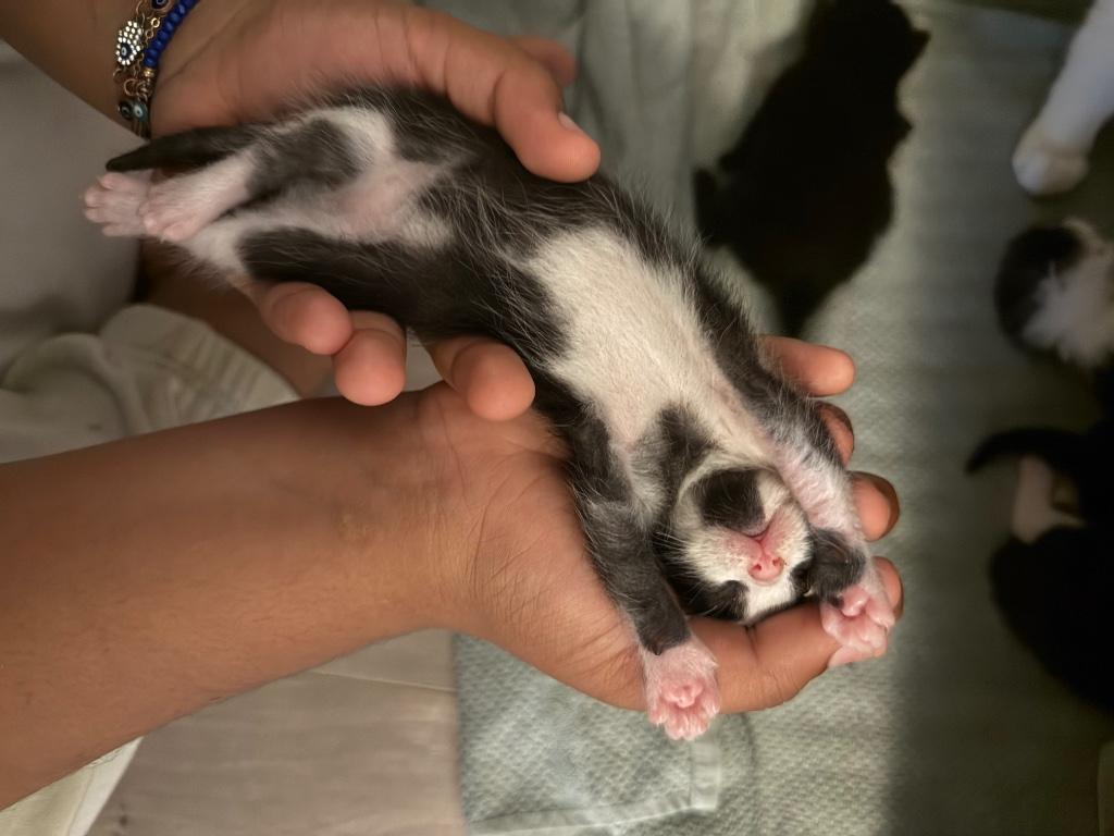 kat 100€, Dieren en Toebehoren, Kater