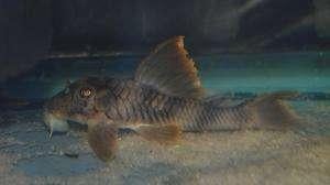 L-Nummers: L076 Peckoltia sp., Dieren en Toebehoren, Vissen | Aquariumvissen, Zoetwatervis, Vis