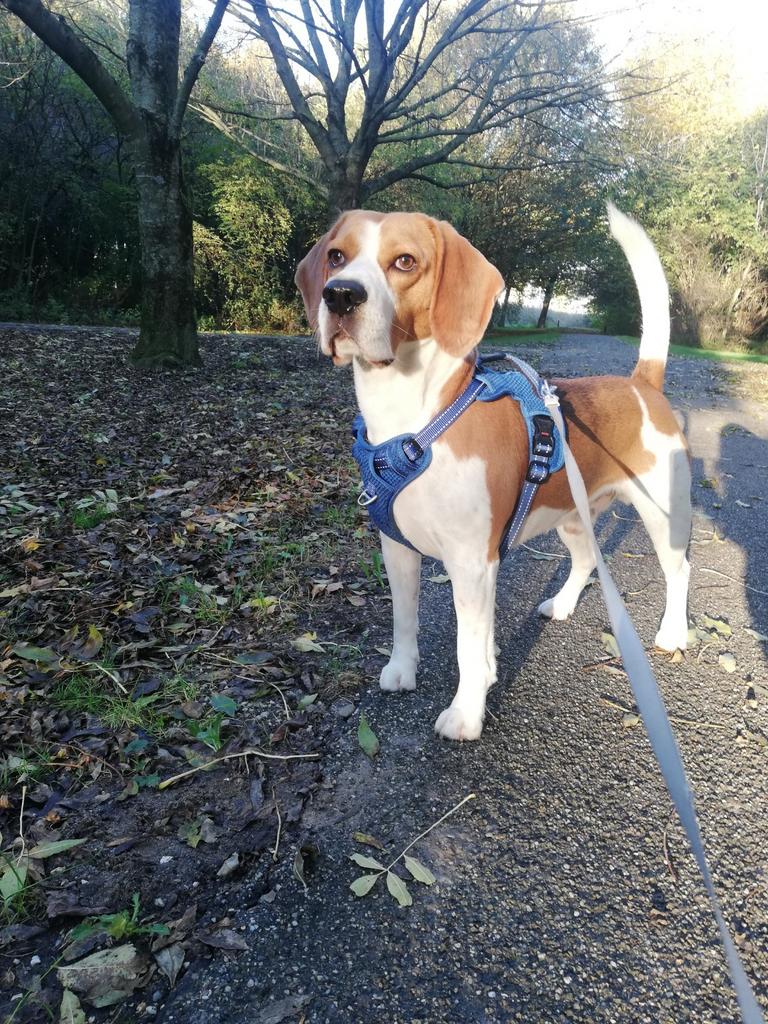 Ter dekking/Originele Amerikaanse beagle /gezonde,sociaal, Dieren en Toebehoren, Reu, Parvo, Eén hond, 3 tot 5 jaar