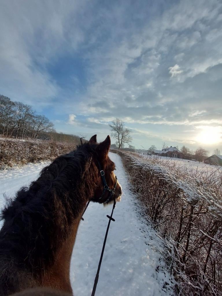 Gezocht: bak/rijbaan huur omgeving Laag Zuthem, Dieren en Toebehoren, Ophalen of Verzenden, Dressuur