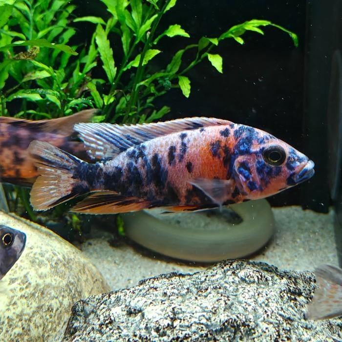 Aulonocara species, Vis