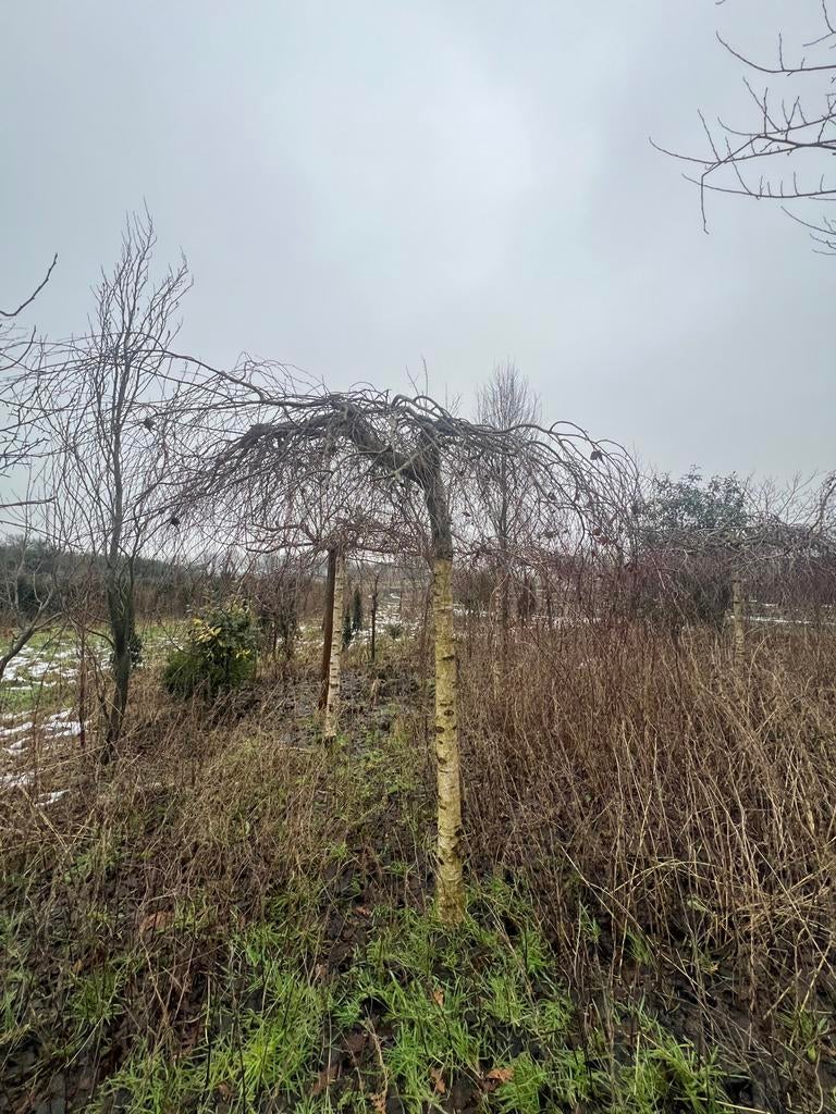 Prieel berk, Tuin en Terras, Planten | Bomen, Bloeit niet, Treurboom, 100 tot 250 cm, Ophalen
