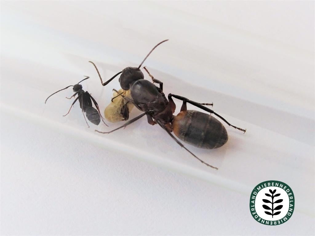 CAMPONOTUS CRUENTATUS | KONINGIN | MET OF ZONDER WERKSTERS, Mieren
