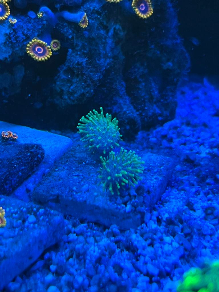 Leder koraal paddenstoel, Overige typen