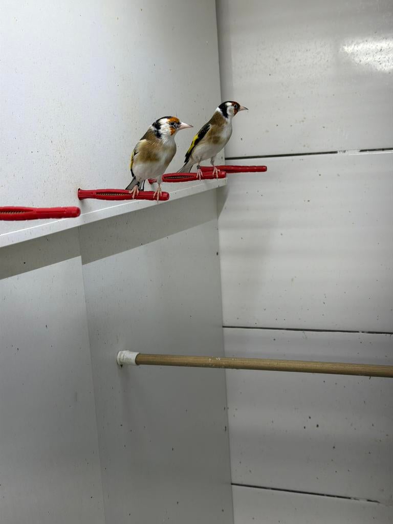 Parva putters mannen, Dieren en Toebehoren, Vogels | Overige Vogels, Mannelijk, Wildzangvogel, Geringd