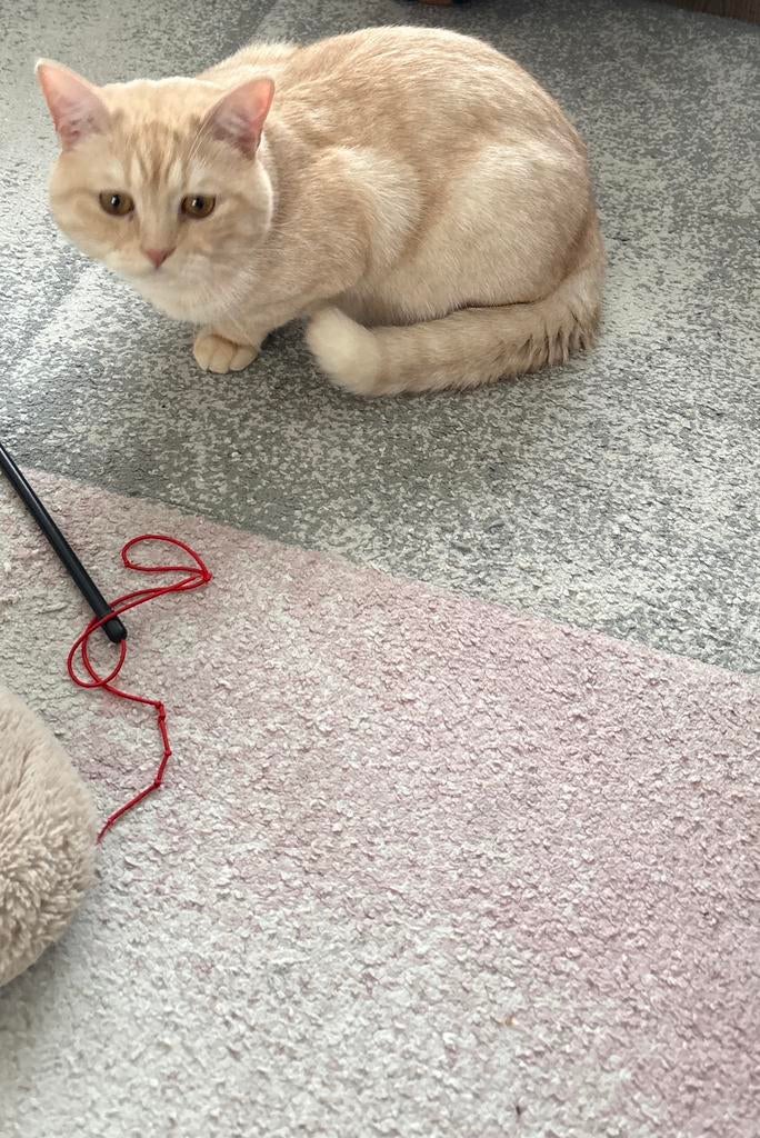 gecastreerde kat, Kater