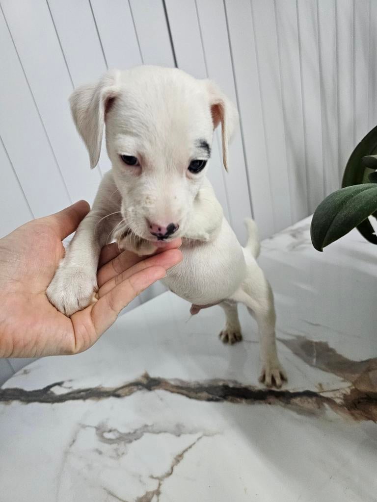 Jack russel, België, Particulier, Reu, 8 tot 15 weken