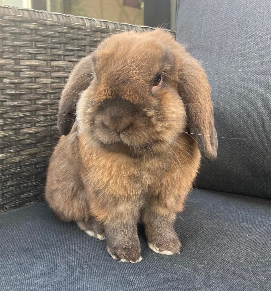 Konijn met hok, Dieren en Toebehoren, Mannelijk