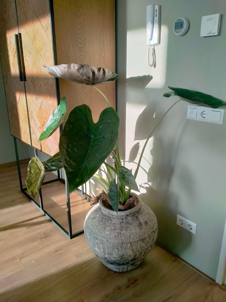 Alocasia Ichthus kamerplant, Ophalen, Halfschaduw, Minder dan 100 cm