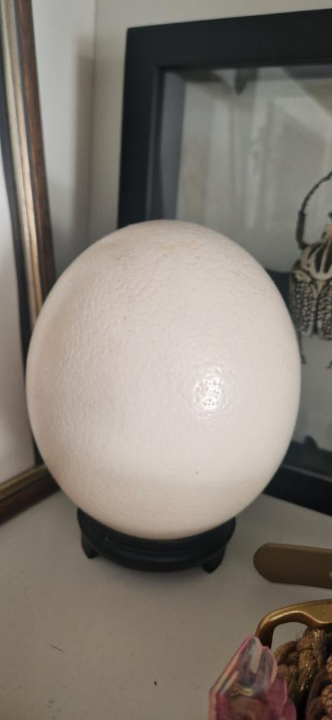 Struisvogel ei - Inclusief houdertje, Ophalen of Verzenden