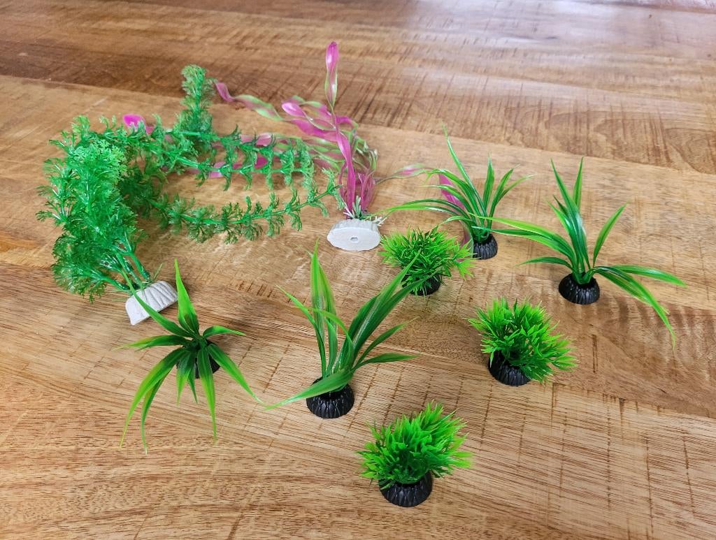 Planten waterplantjes waterplanten voor aquarium, Ophalen of Verzenden, Nieuw, Plant(en), Steen of Hout