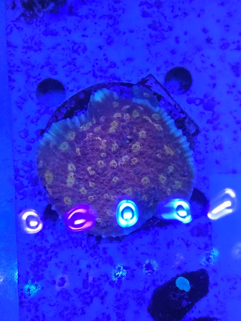 Iron man Chalice, Dieren en Toebehoren, Ophalen, ., Nieuw, .