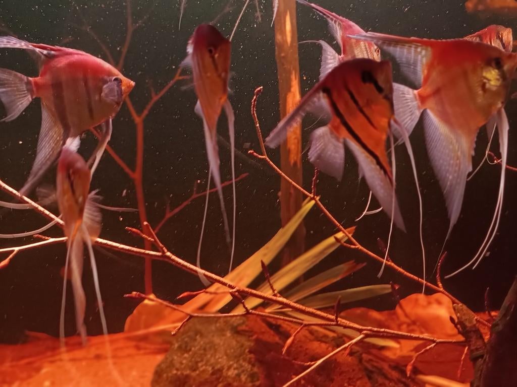  

Pterophyllum scalares manacupuro's redback, Dieren en Toebehoren, Vissen | Aquariumvissen, Vis