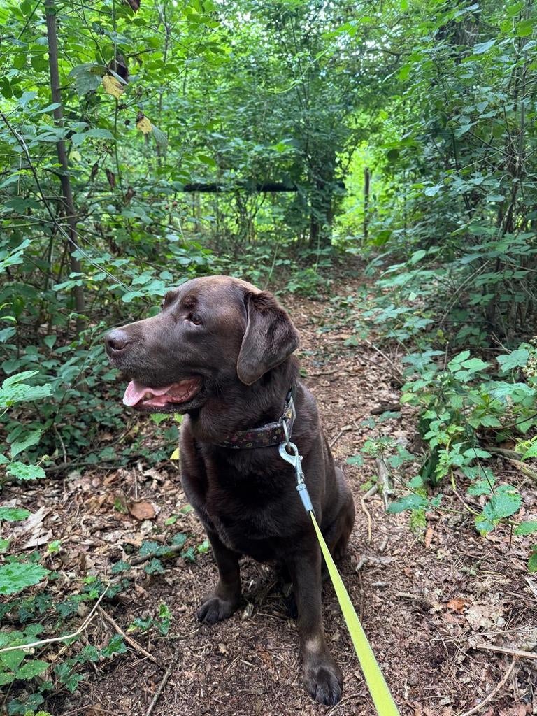 Oppas gezocht 18-07 t/m 15-08, 6 jaar of ouder, Teef, Labrador retriever, Parvo