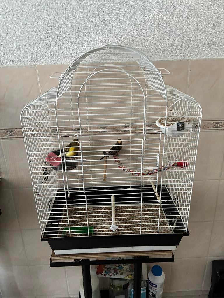 Te koop: Koppel kanaries, Dieren en Toebehoren, Meerdere dieren, Kleurkanarie