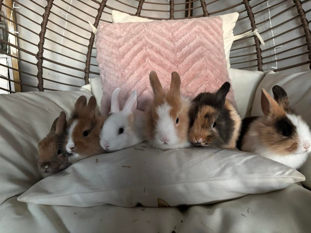 Baby konijntjes zoeken een huisje, Dieren en Toebehoren, Konijnen, Meerdere dieren, Dwerg