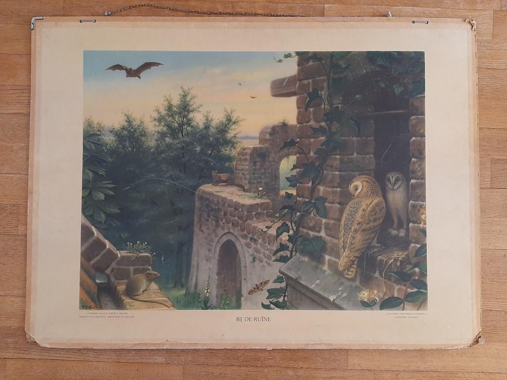 Antieke schoolplaat: bij de ruïne., Ophalen, Natuur en Biologie