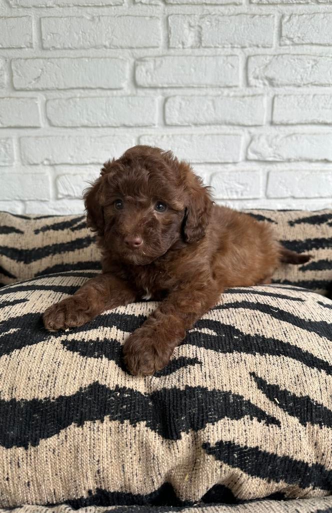 Poedel pups toy x dwerg choco en zwart, Dieren en Toebehoren, Poedel, Parvo, Nederland, 8 tot 15 weken