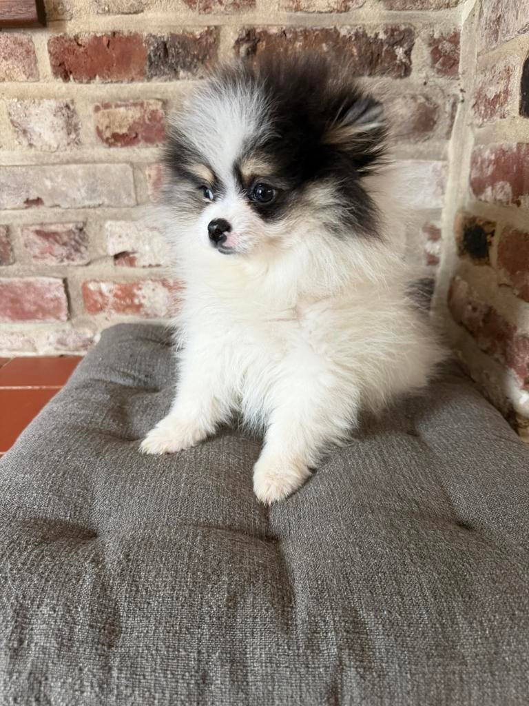 Pomeriaan pups, Dieren en Toebehoren, Particulier, 8 tot 15 weken, Buitenland, Parvo