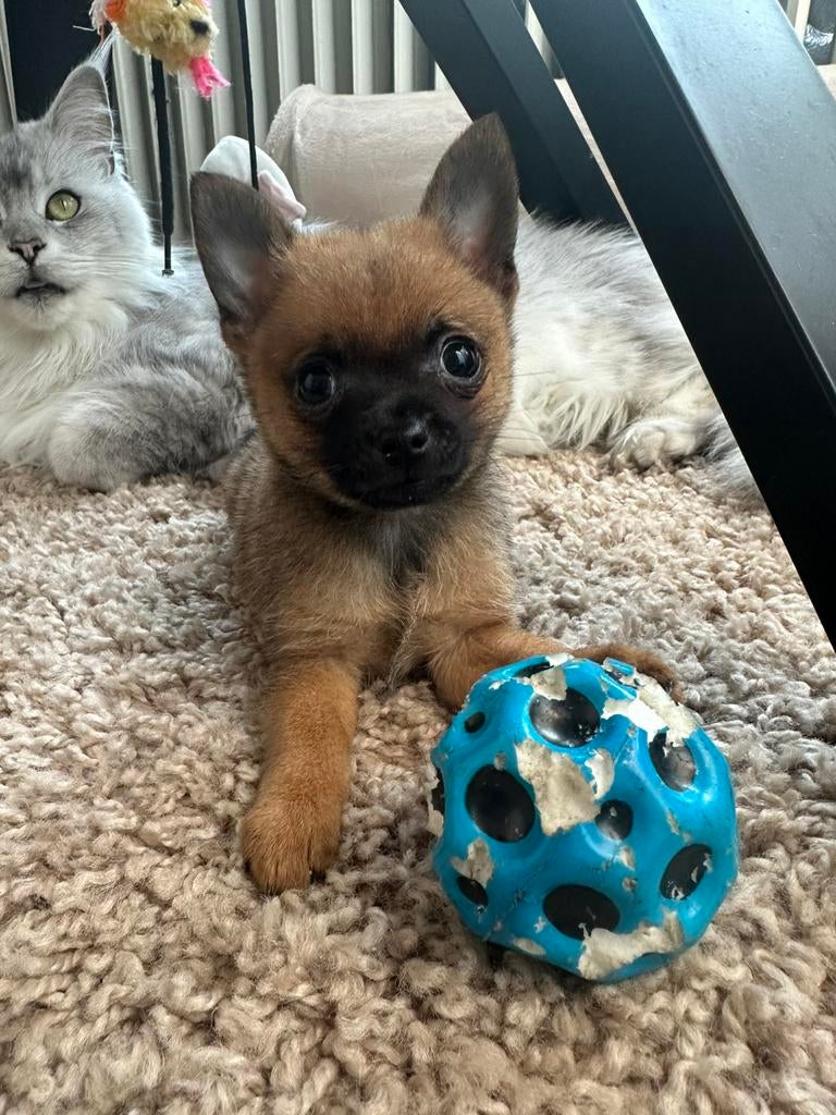 Mini Pomeranian  Chihuahua puppy’s pomchi reutje, 15 weken tot 1 jaar, Reu, Parvo, Eén hond