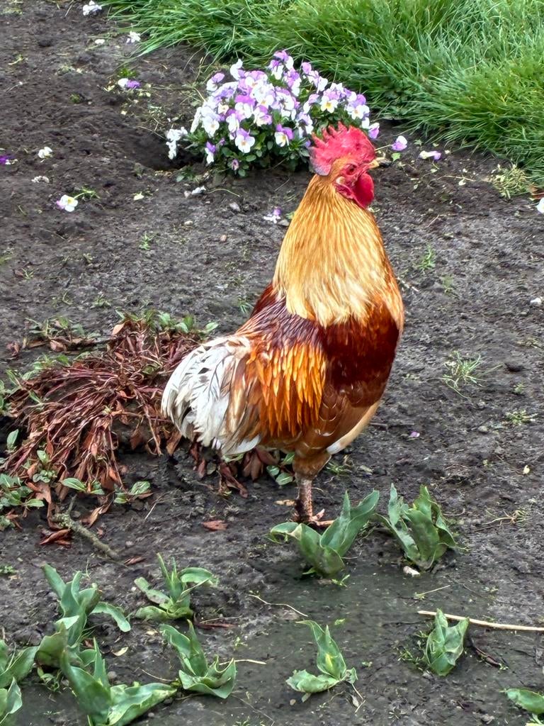 Gratis Hanen, Mannelijk, Kip