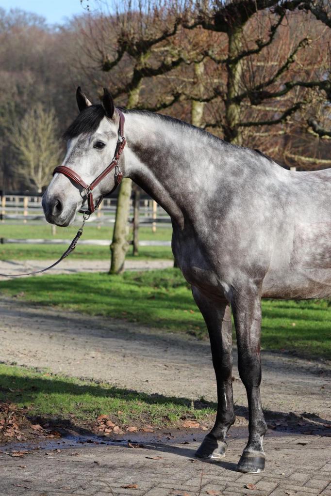 7 jarige Zangersheide ruin, Springpaard, B, Ruin, 7 tot 10 jaar