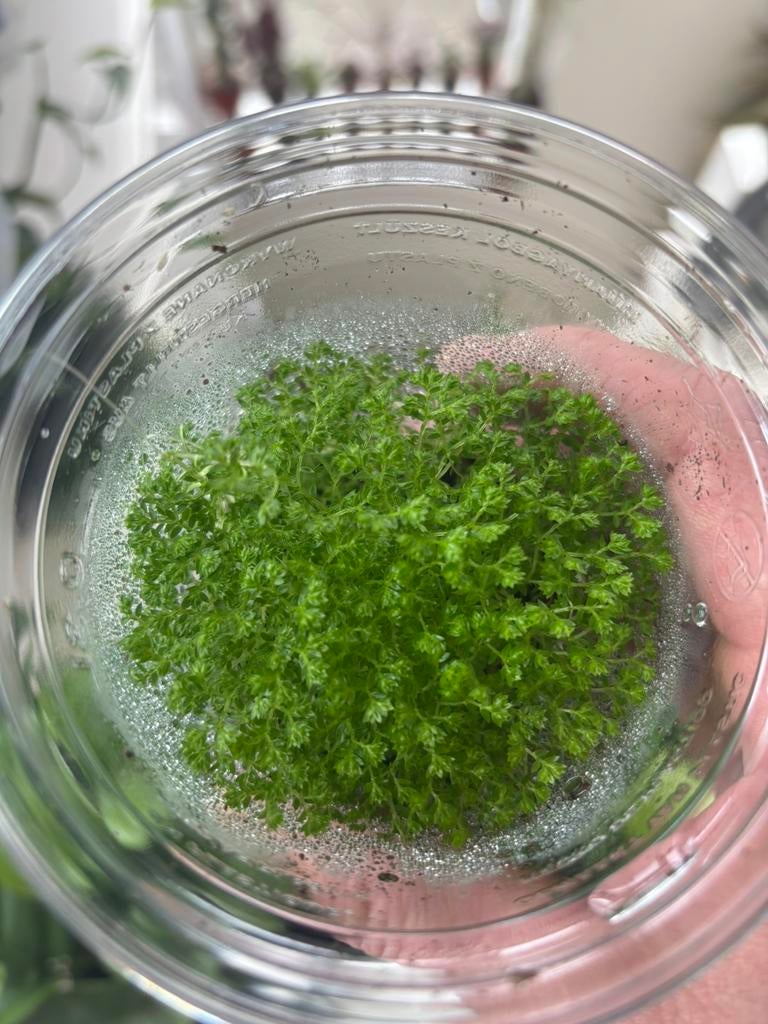 Selaginella apoda, Huis en Inrichting, Kamerplanten, Ophalen of Verzenden, Halfschaduw, Minder dan 100 cm