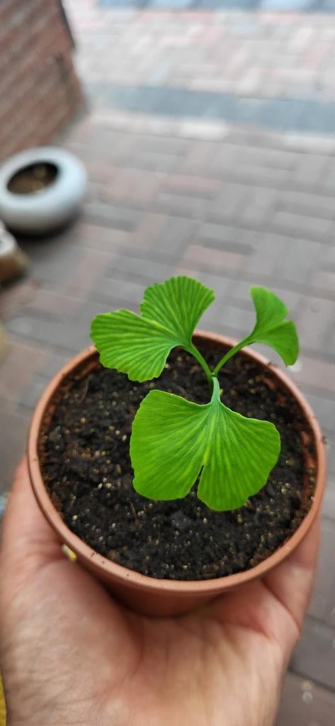Jonge Ginkgo Biloba boompjes, Ophalen, Overige soorten, Volle zon