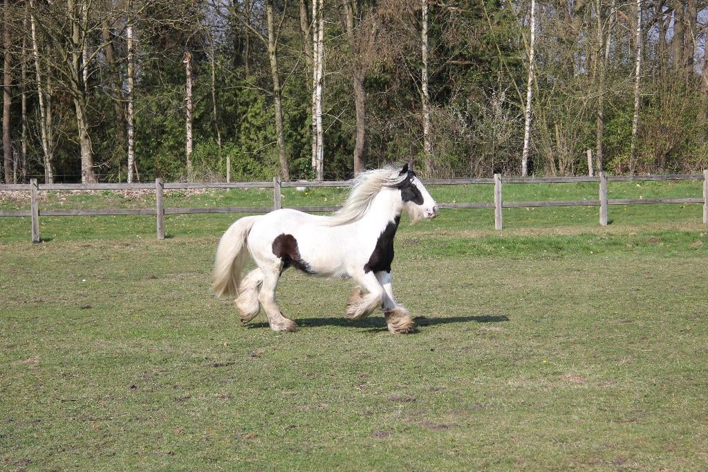 Betrouwbare en sociale Tinker -  ruin, Gechipt, B, Ruin, 11 jaar of ouder