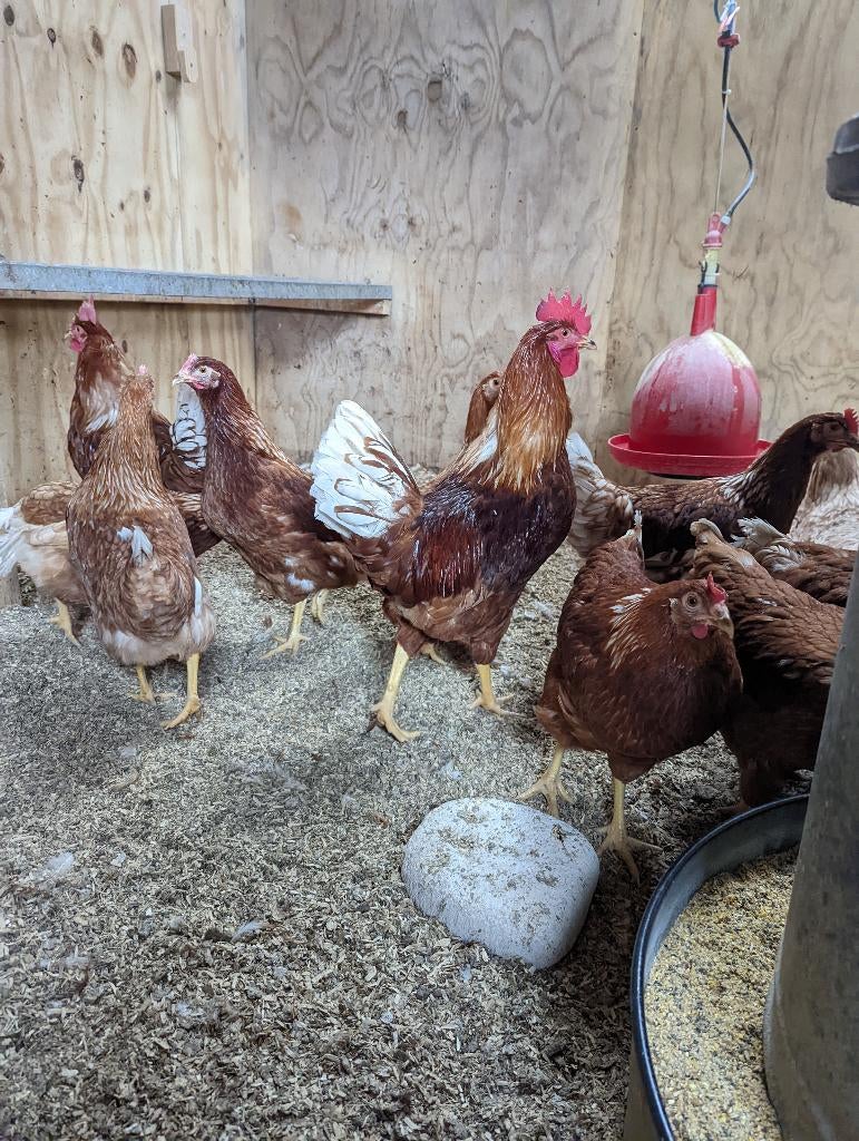 jonge legkippen, Vrouwelijk, Kip