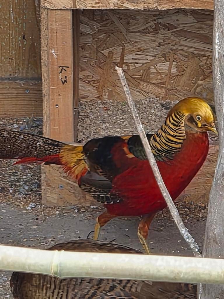 Vogel en pluimvee, Dieren en Toebehoren