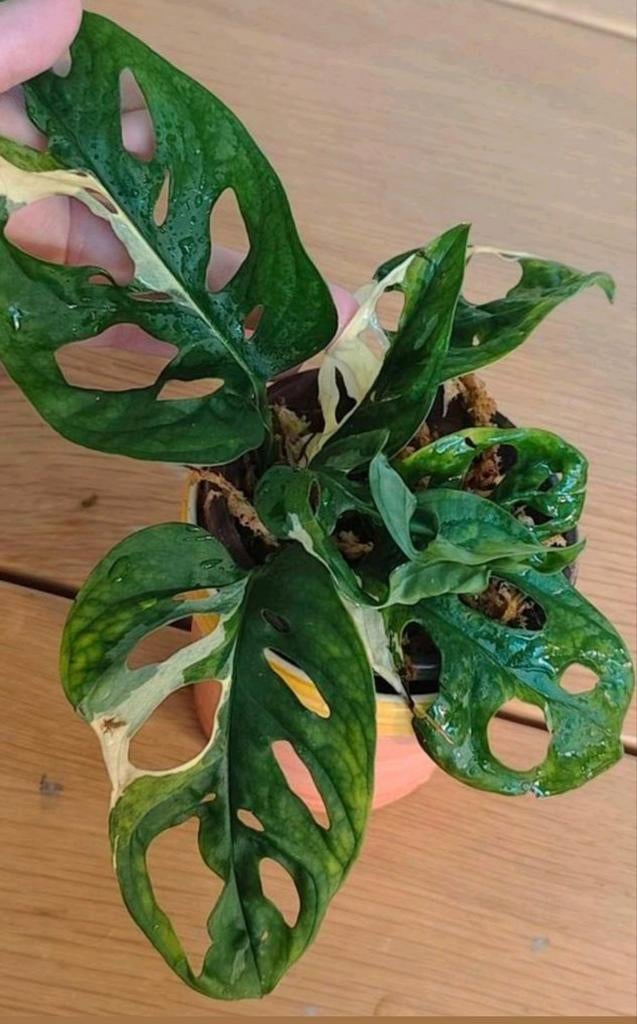 Monstera adansonii variegata, Huis en Inrichting, Kamerplanten, Ophalen, Halfschaduw, Minder dan 100 cm