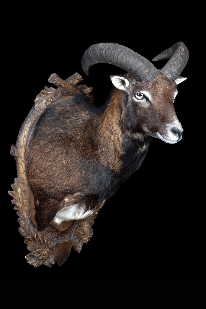 Polish Mouflon Taxidermie, Ophalen of Verzenden, Zo goed als nieuw, Overige soorten, Opgezet dier