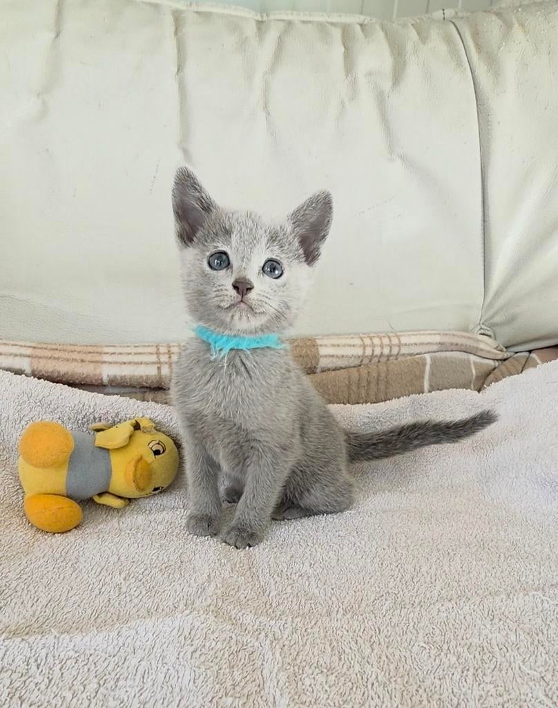 Blauwe Rus Kittens met Stamboom, Dieren en Toebehoren, Meerdere dieren, Met stamboom