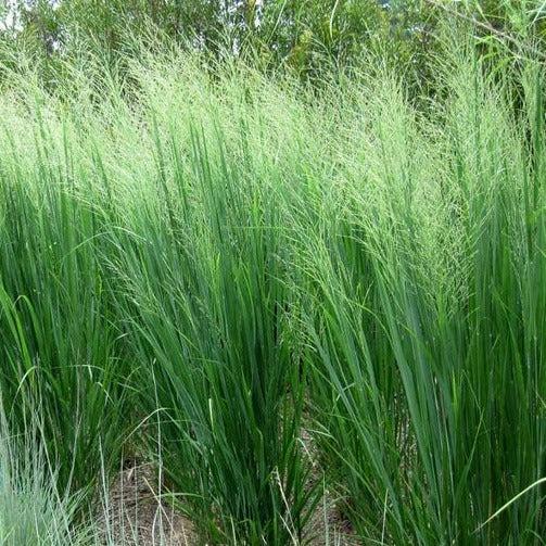 Panicum 'Northwind' / Vingergras P9 pot, Ophalen of Verzenden, Vaste plant, Siergrassen, Halfschaduw